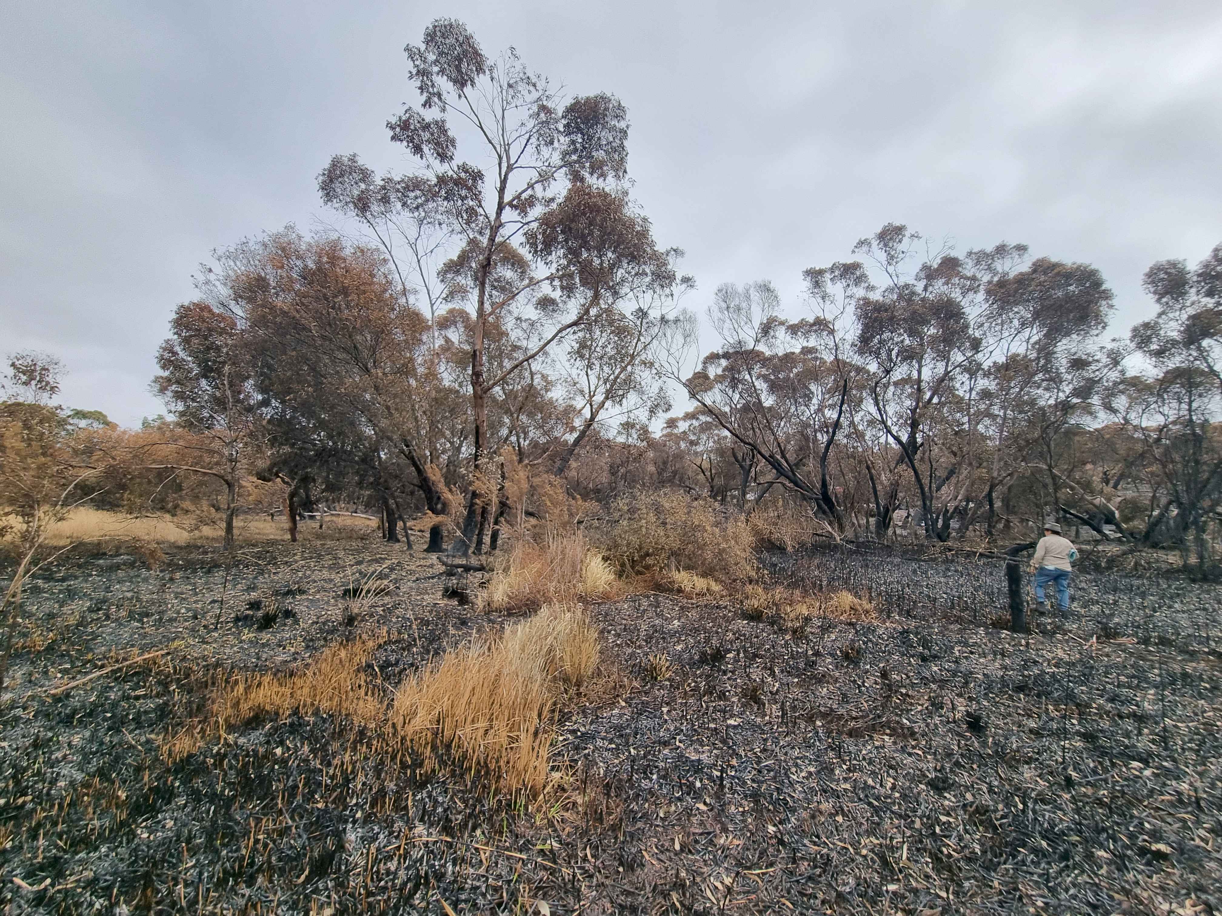 250126 Carex Machaerina Gahnia sedge swamp
