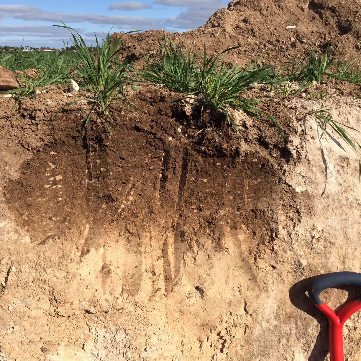 37 Organic matter build up in topsoil