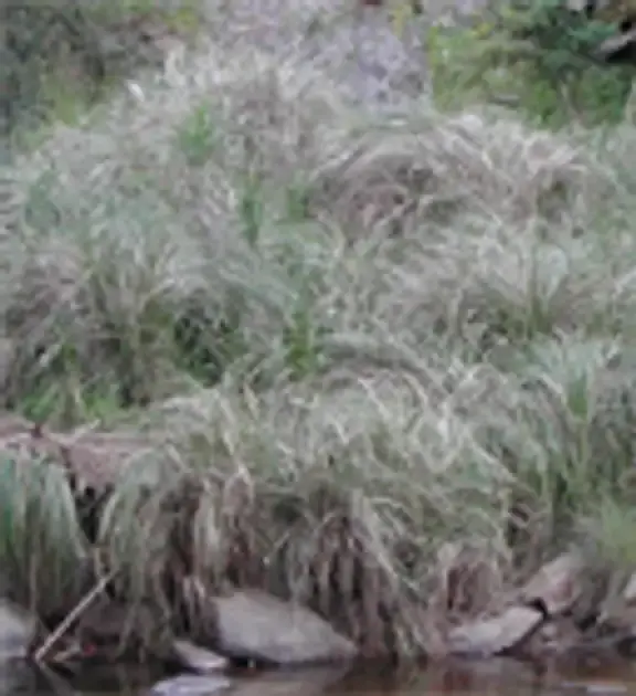 African feathergrass