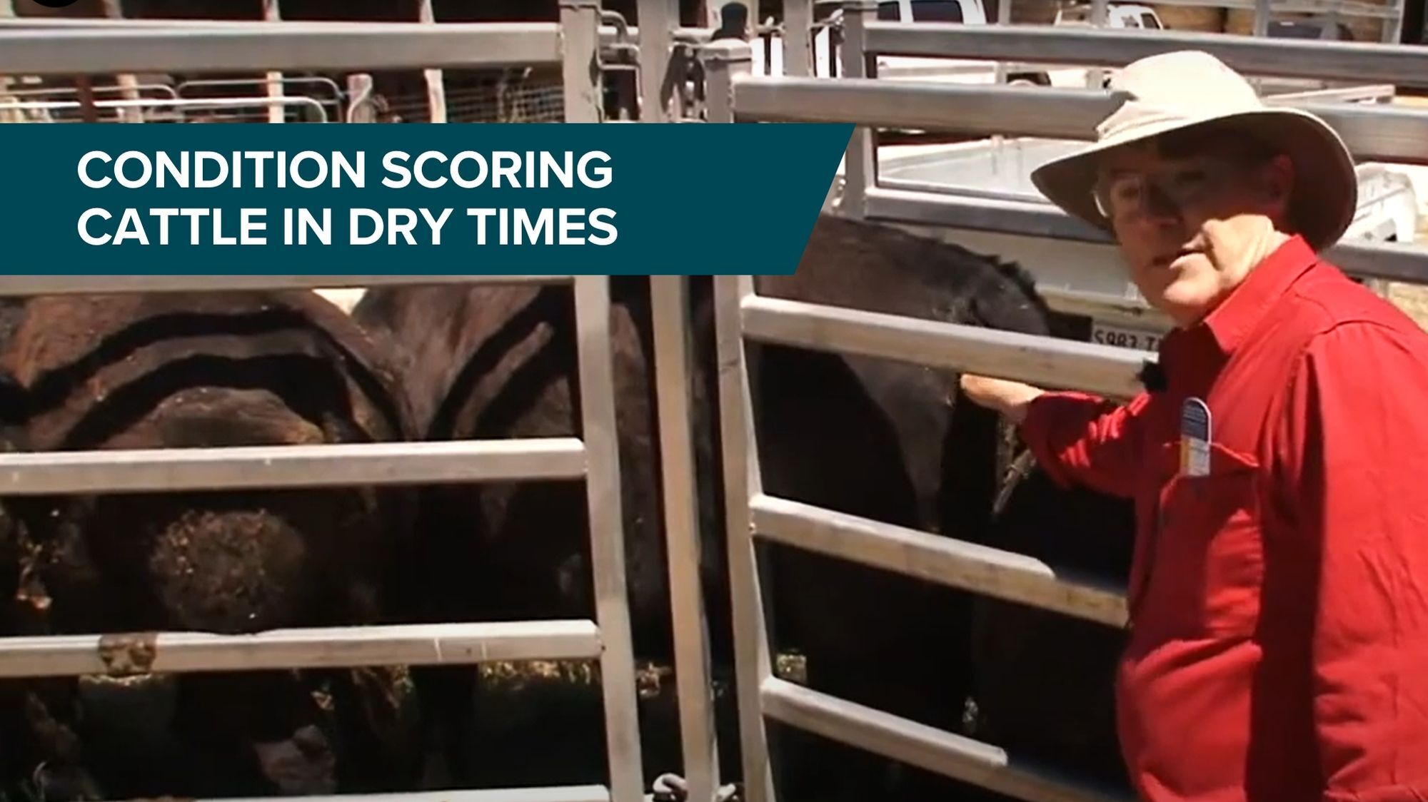 Condition Scoring Cattle
