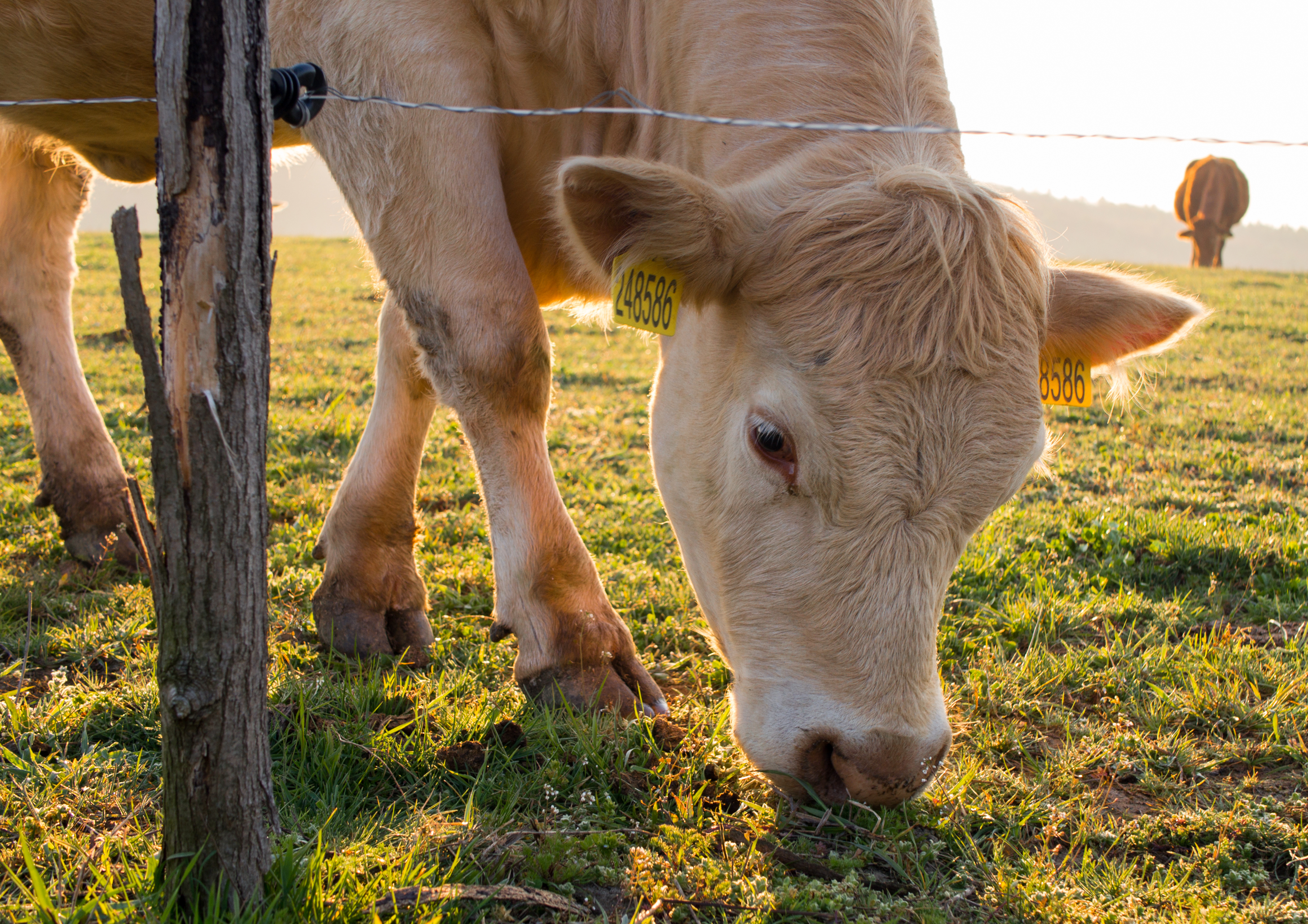 Cow and electric fence shutterstock 1373130344