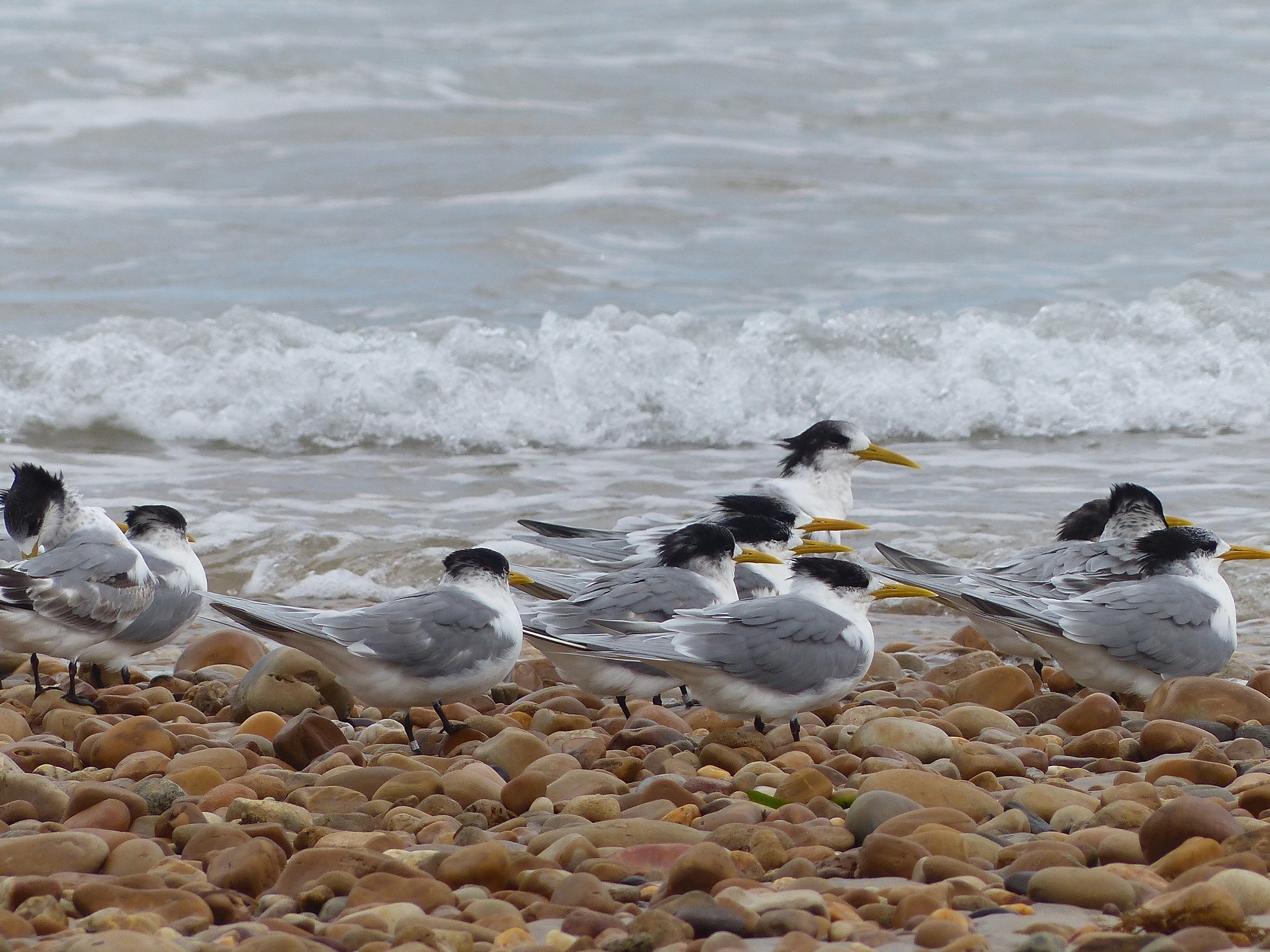 Crested Terns 2 Moana Peter Allen oktouse