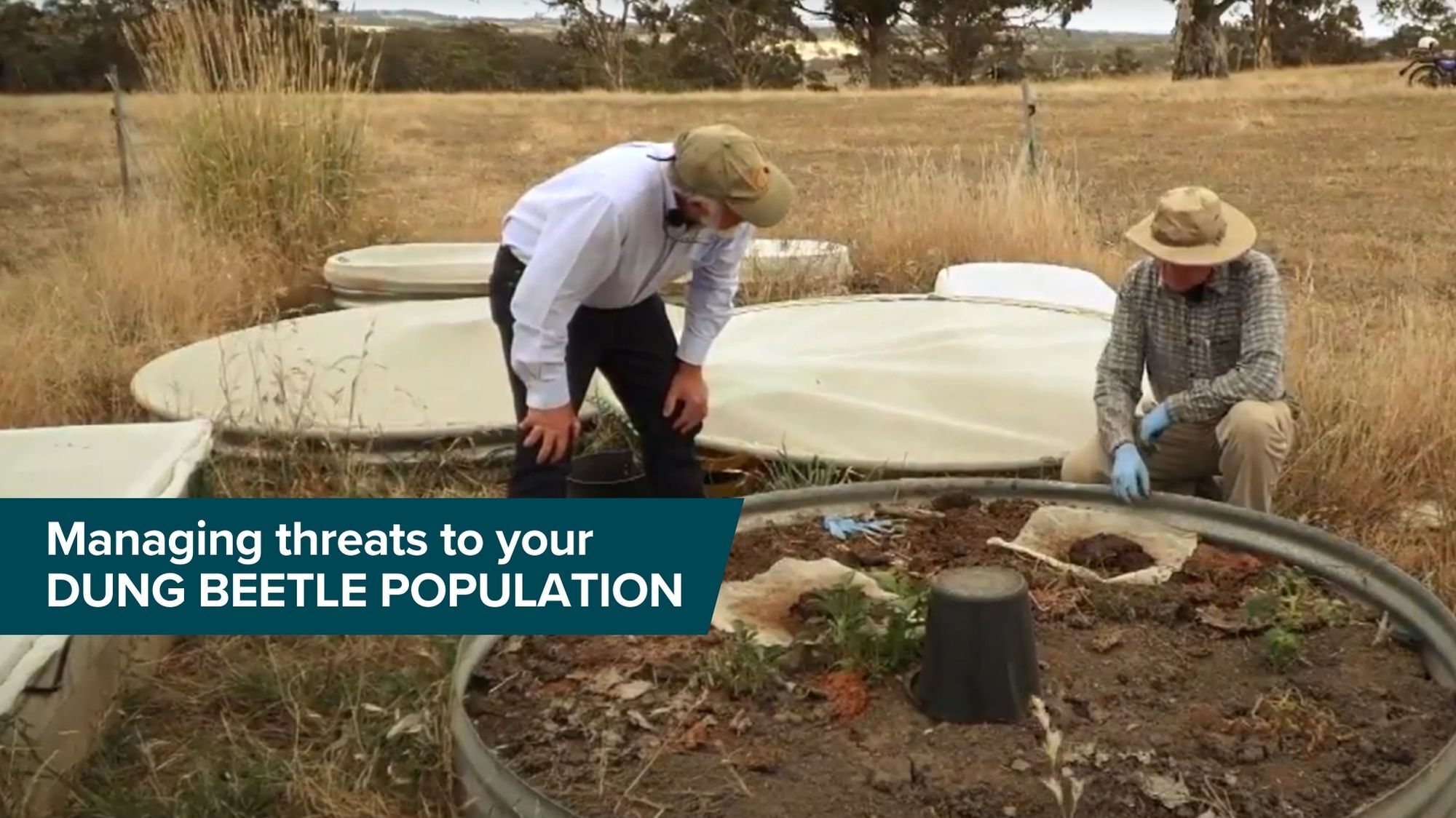 Dung Beetles Threats Thumbnail