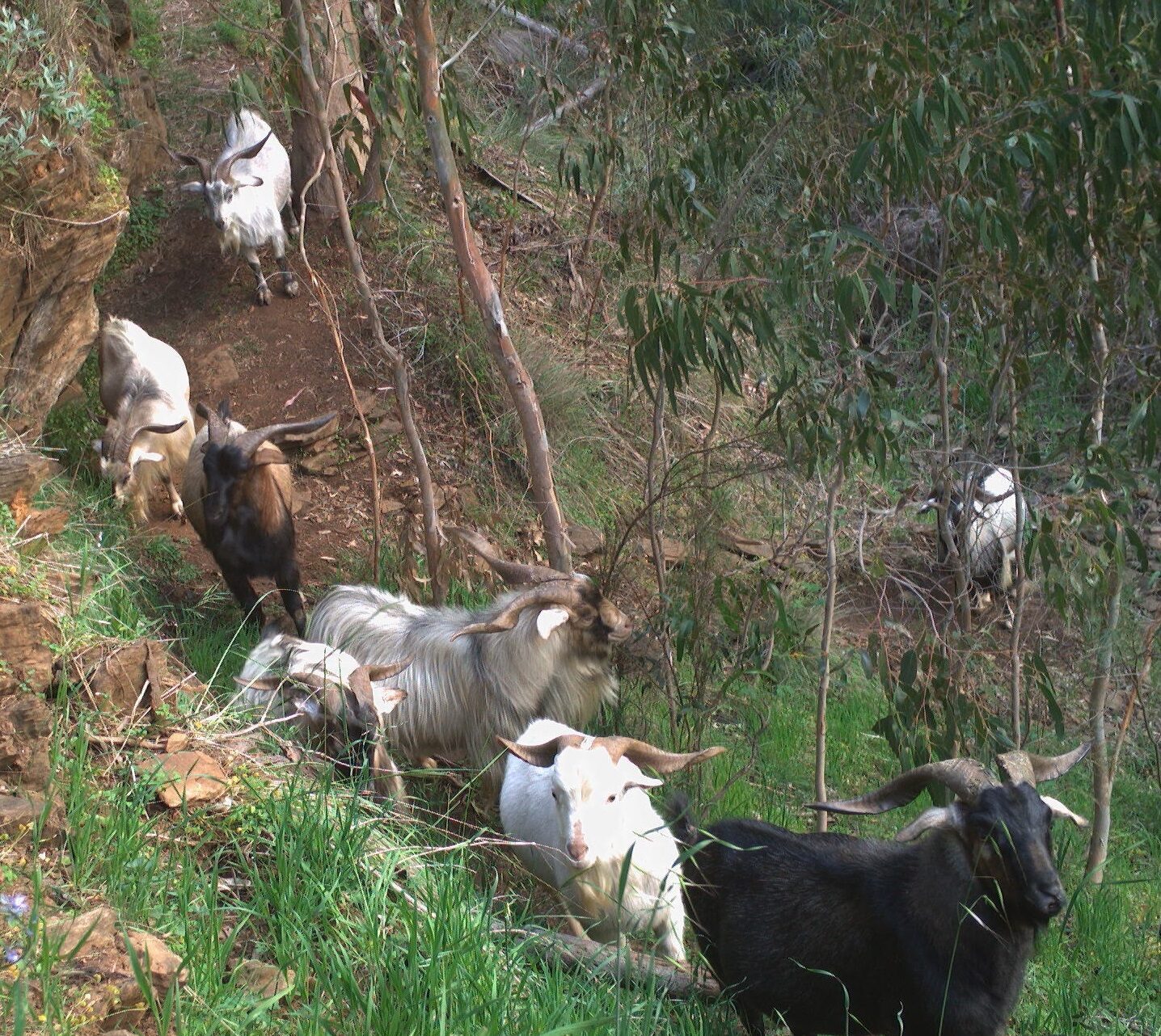 Feral Goats