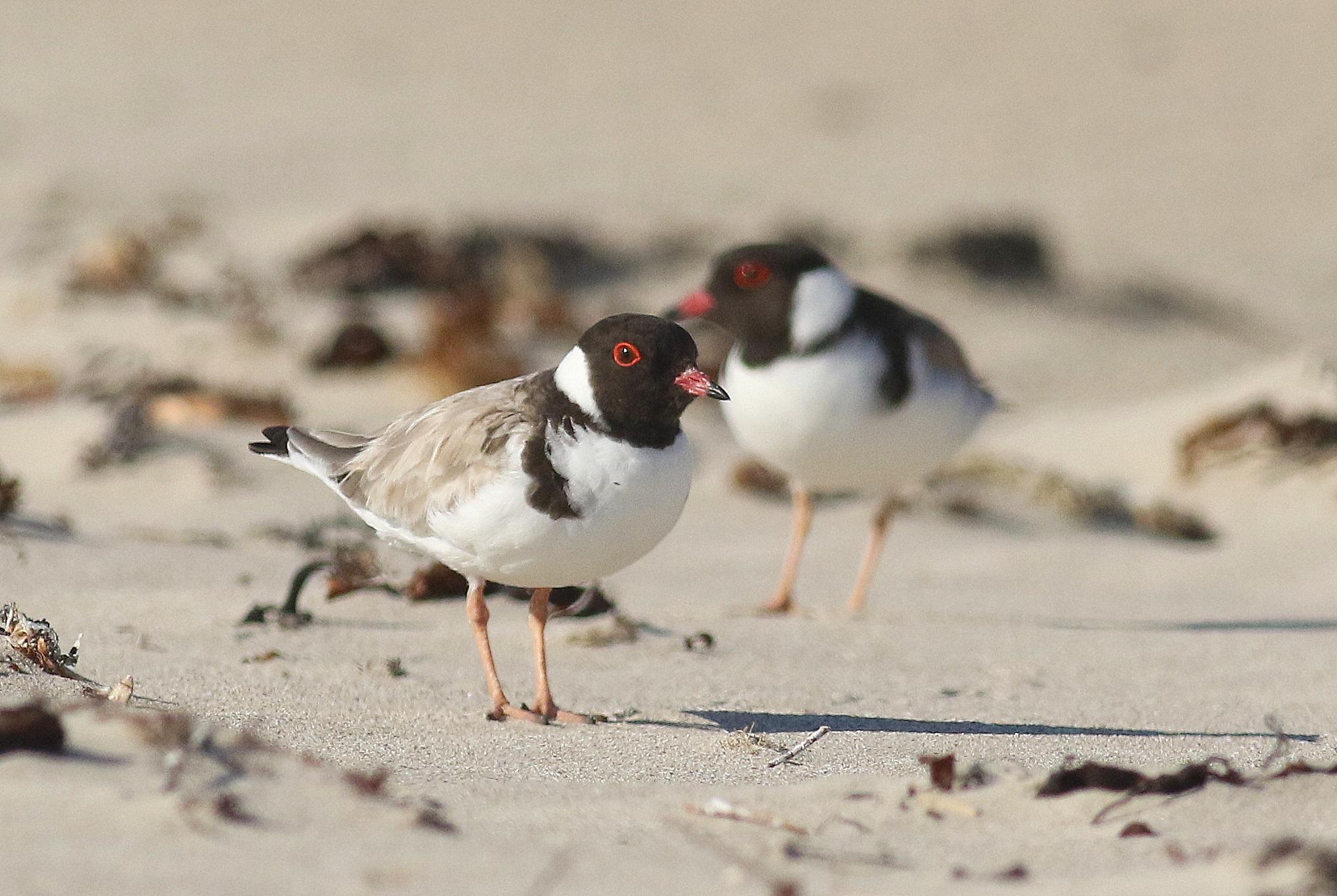 Hooded Plover 8