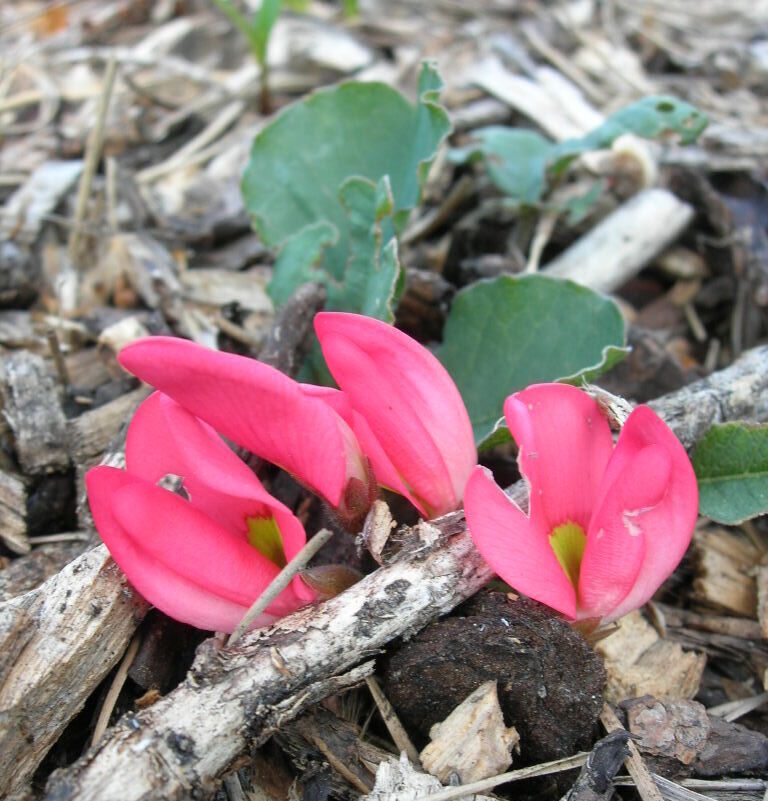 Kennedia prostrata CW Close Cath Ed Sept07