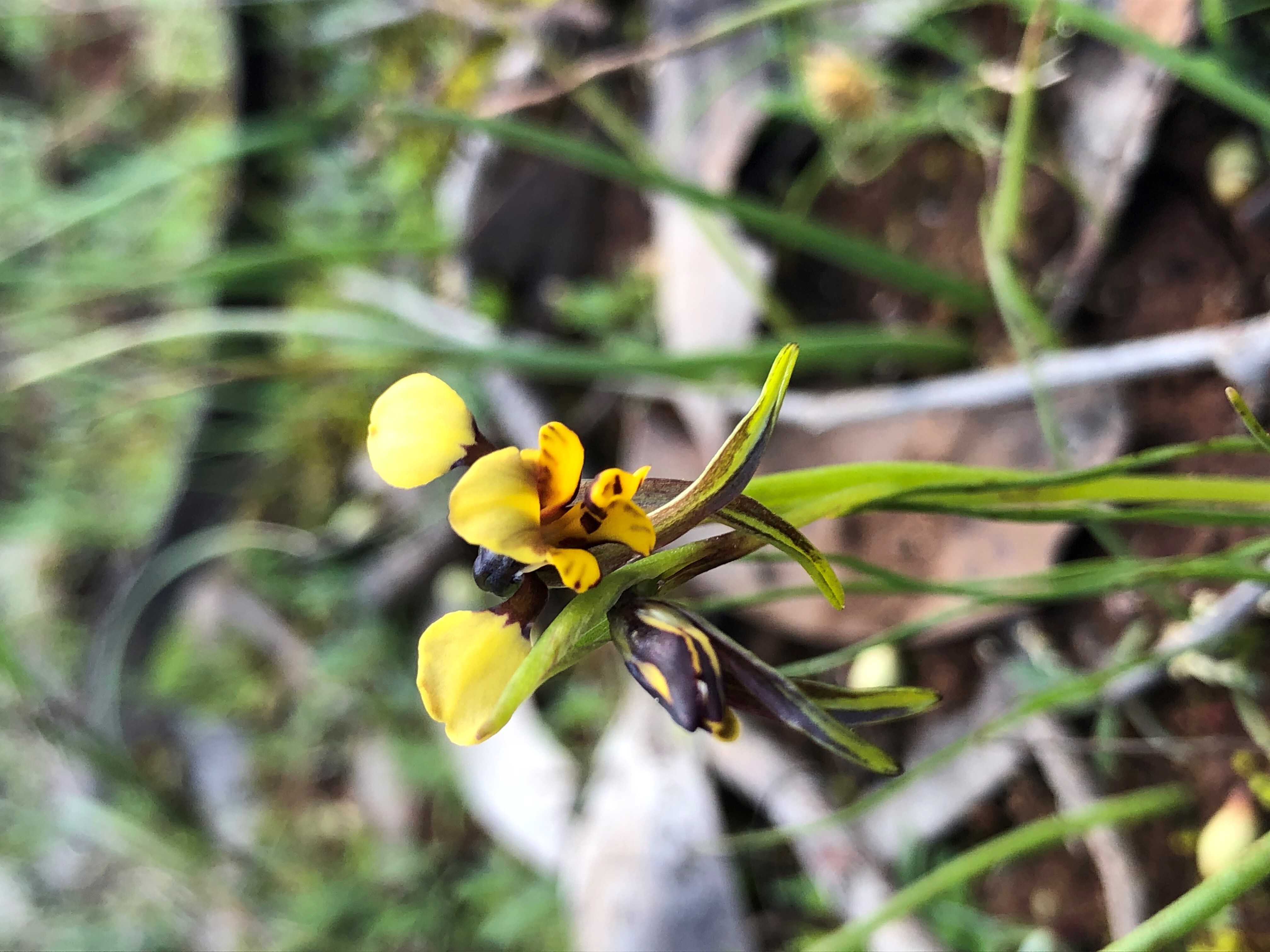Little donkey orchid Diuris palustrus