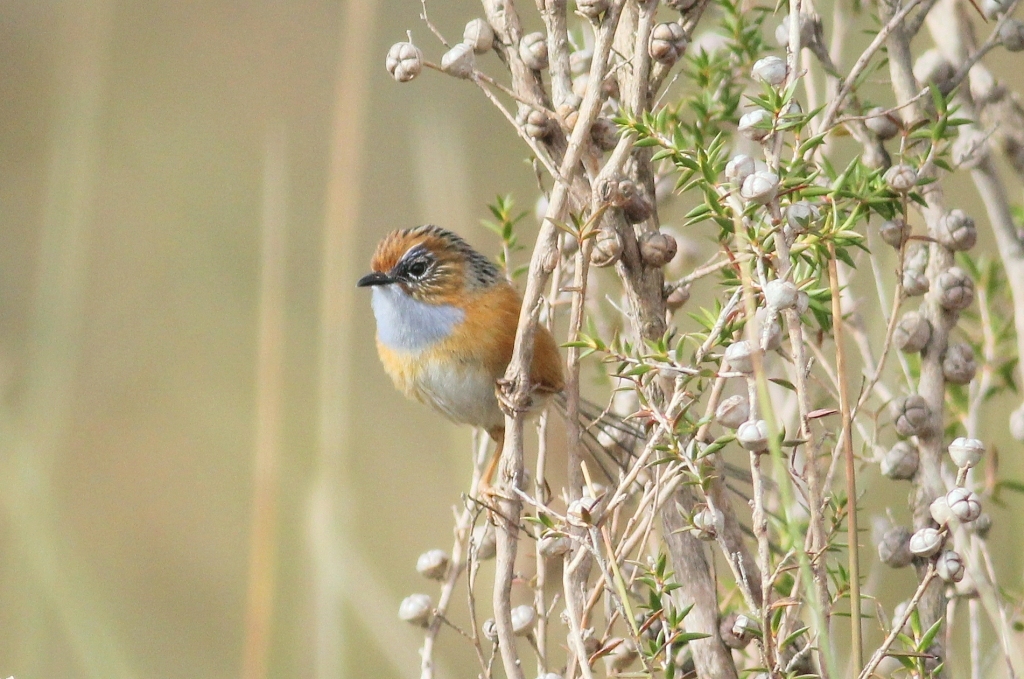 MLRSEW1 Martin Stokes 2