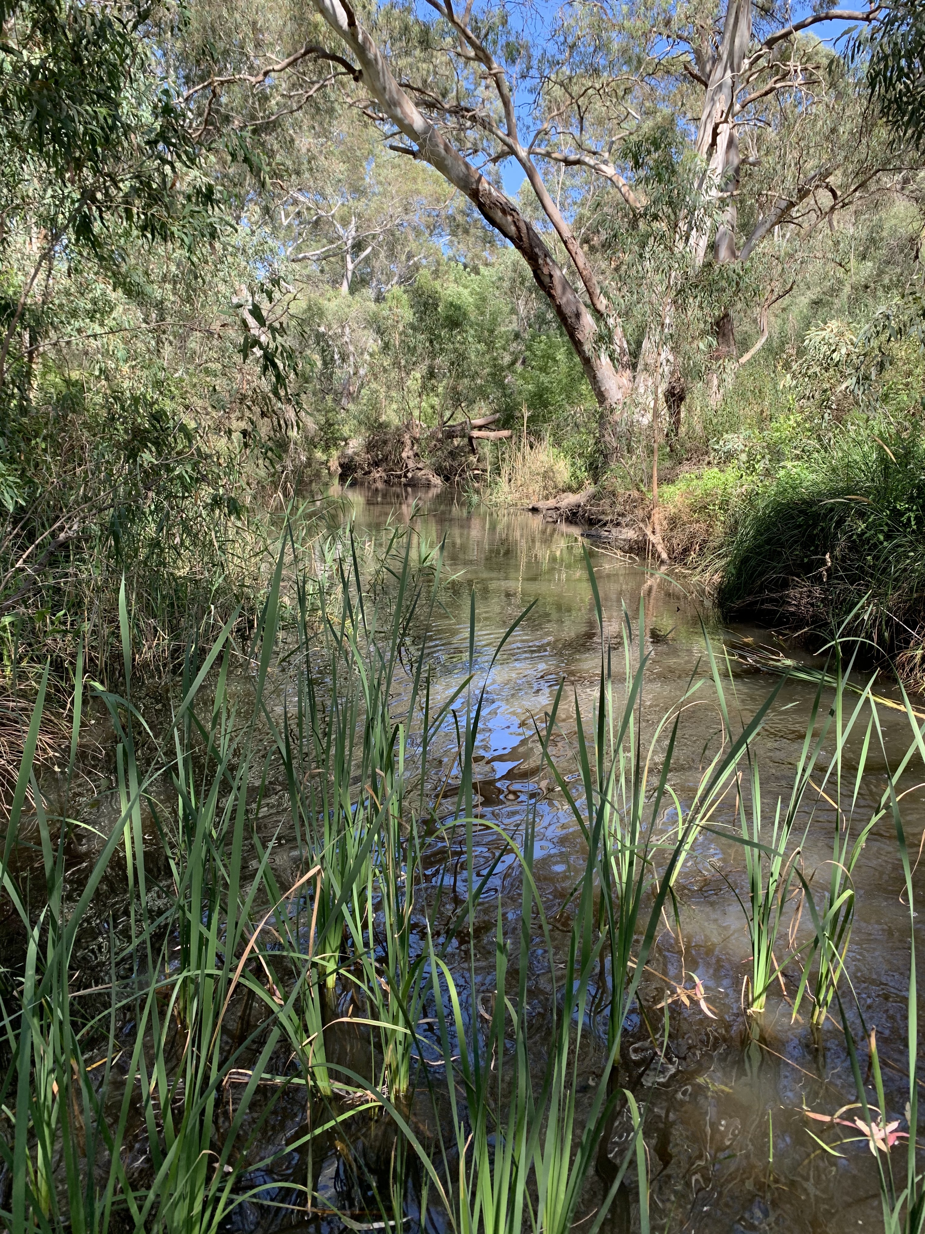 Nice creek and rushes