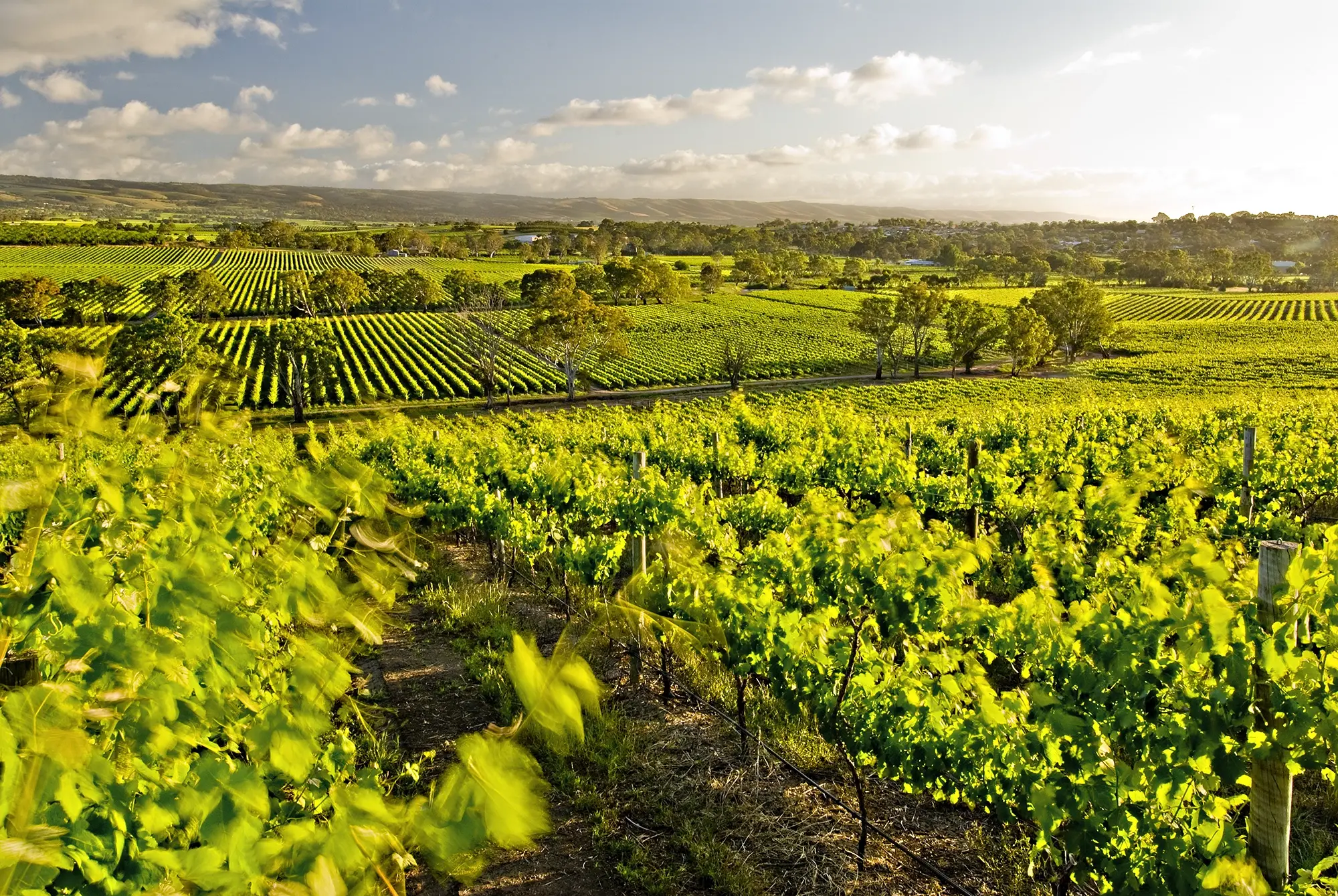 Our Region grapevines Mc Laren Vale Vines 2