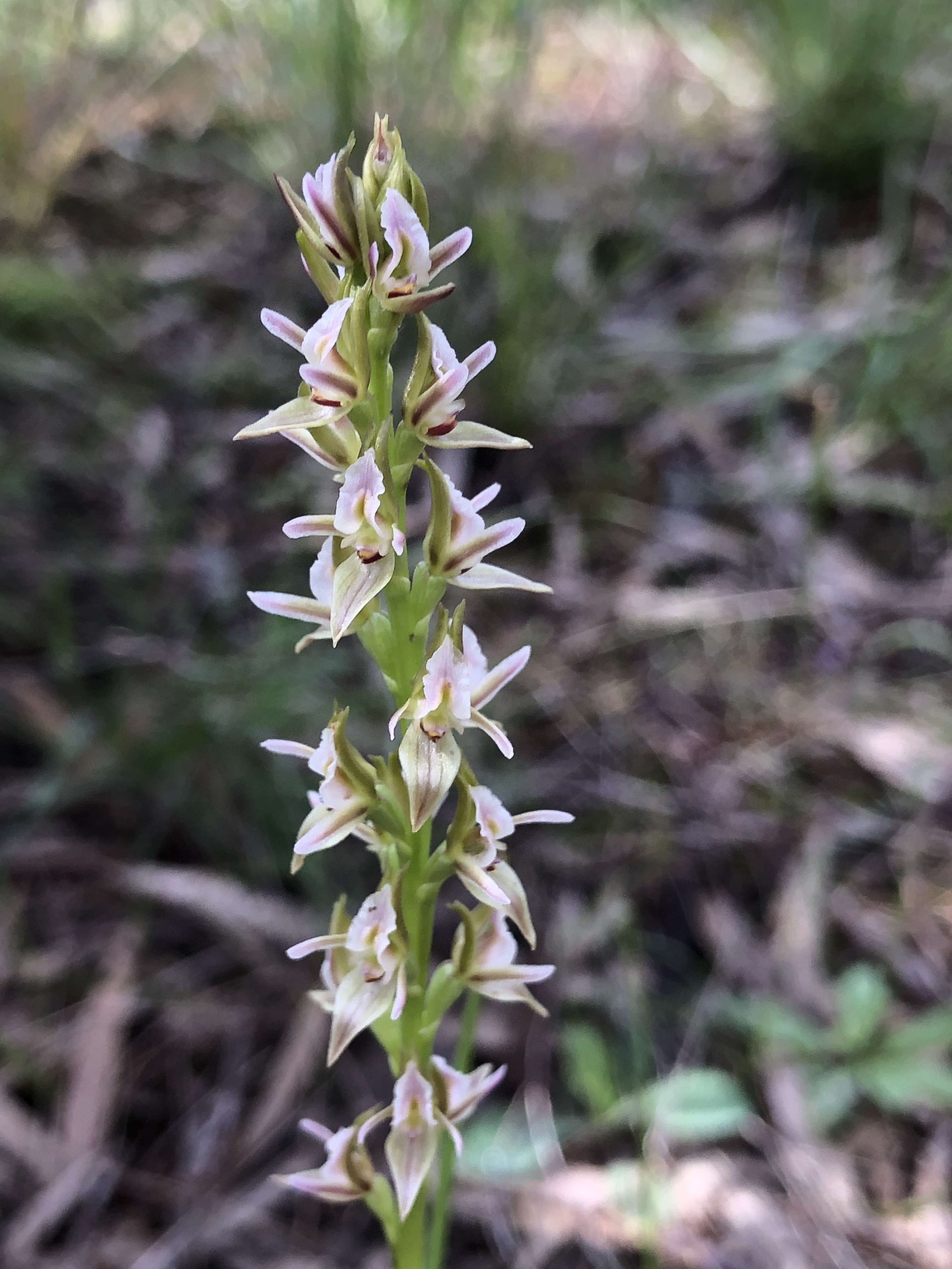 Prasophyllum pruinosum 3