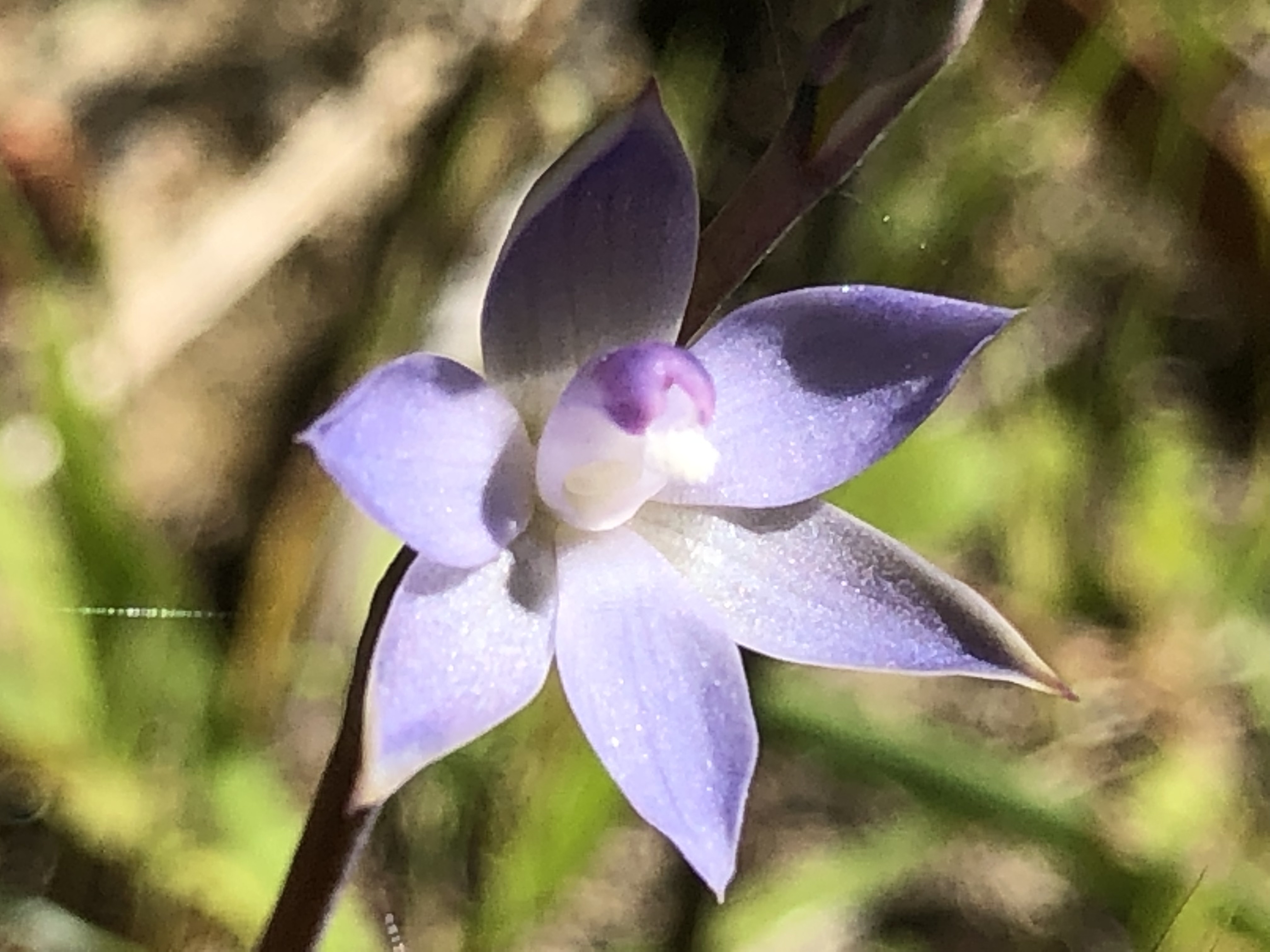 Thelymitra cyanapicata 3