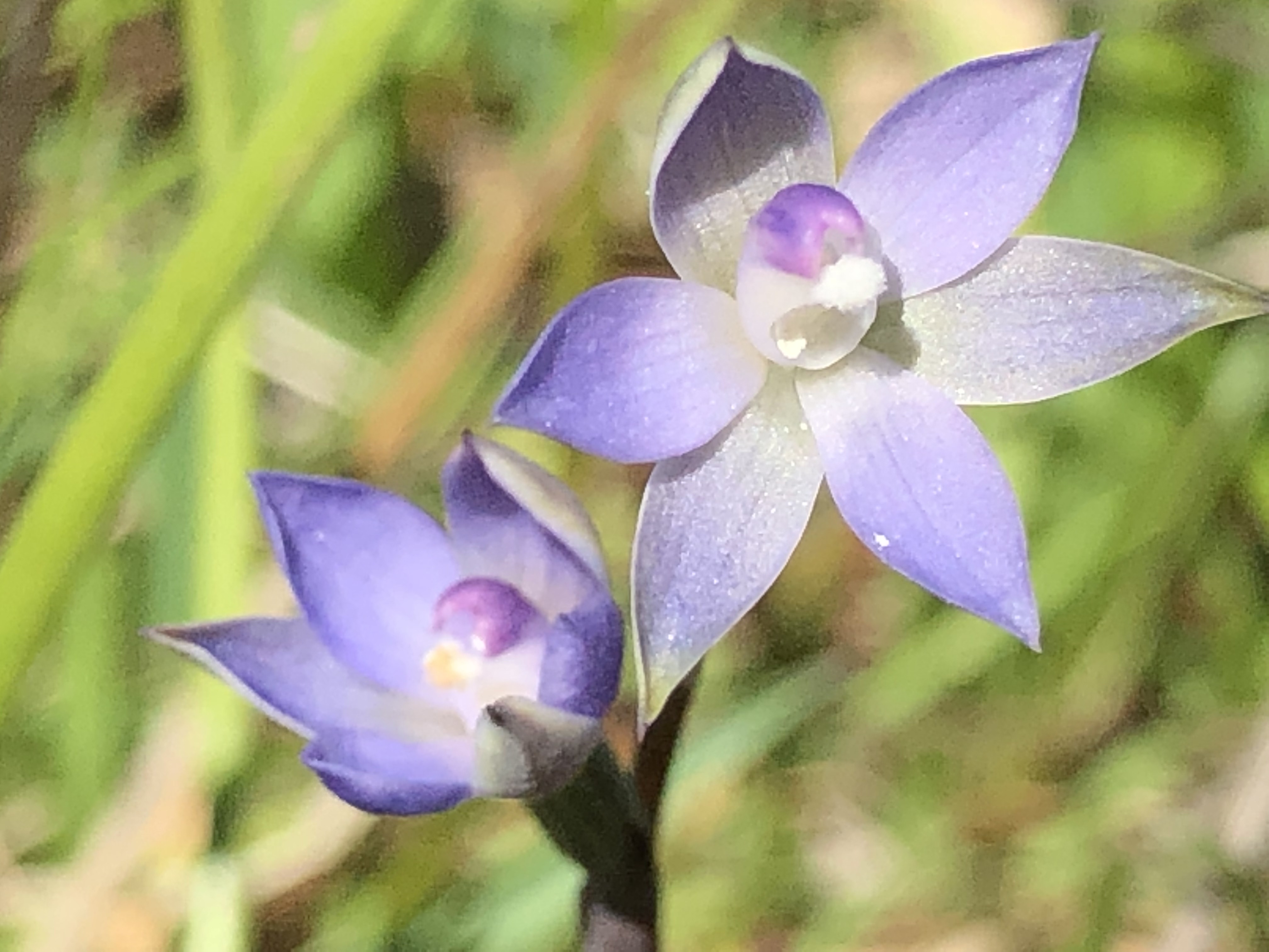 Thelymitra cyanapicata 4