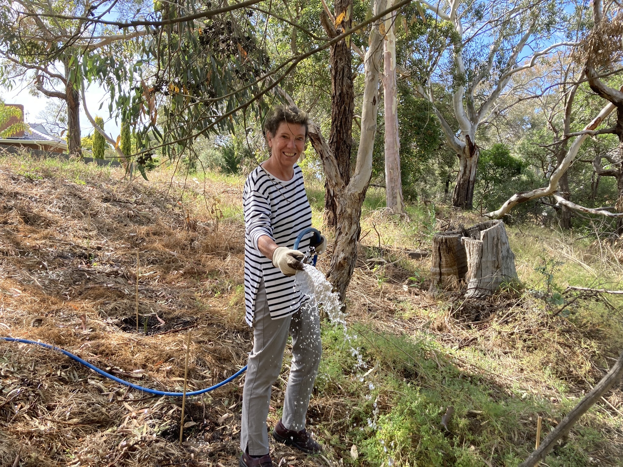 Volunteer watering approved Hindmarsh River Estuary Group