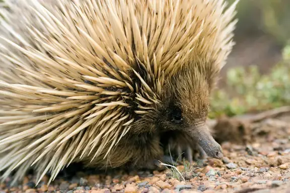 Citizen science echidna csi