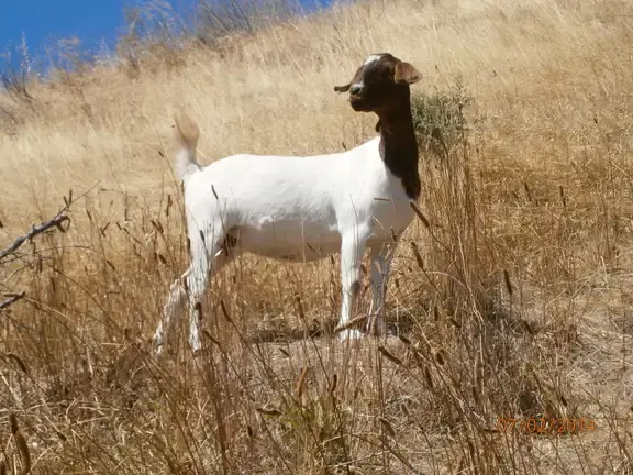 Citizen science feral scan