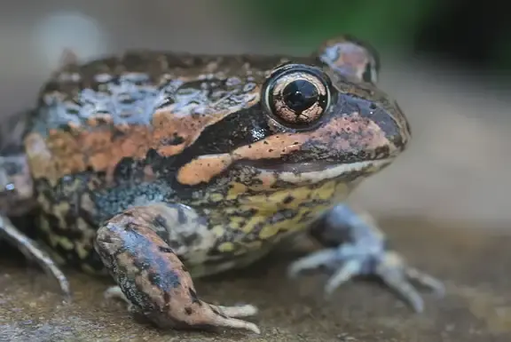 Citizen science frogwatch sa