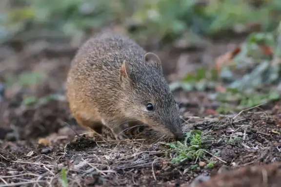 Citizen science ibandi