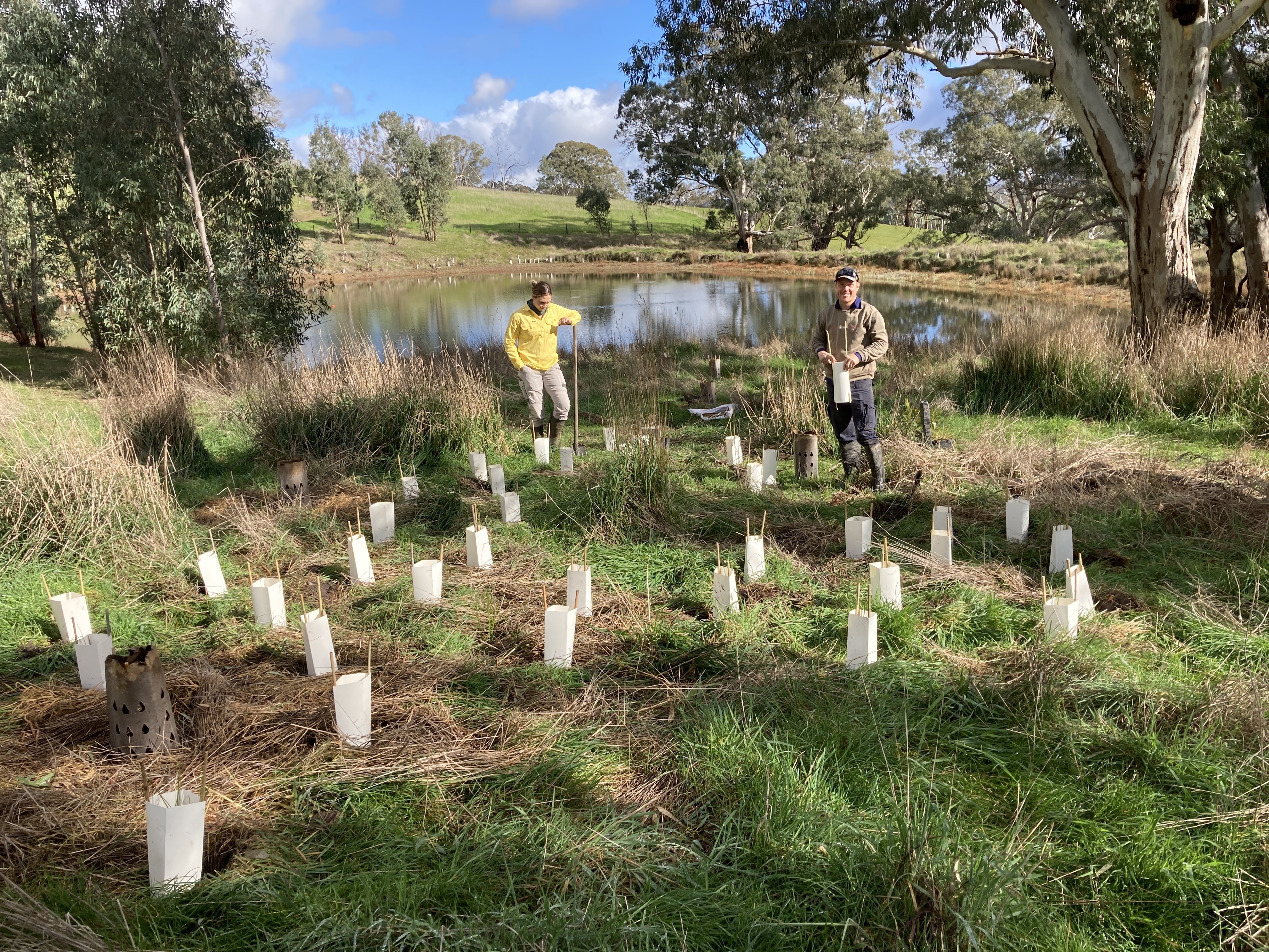 Dam sedge planting in inflow area