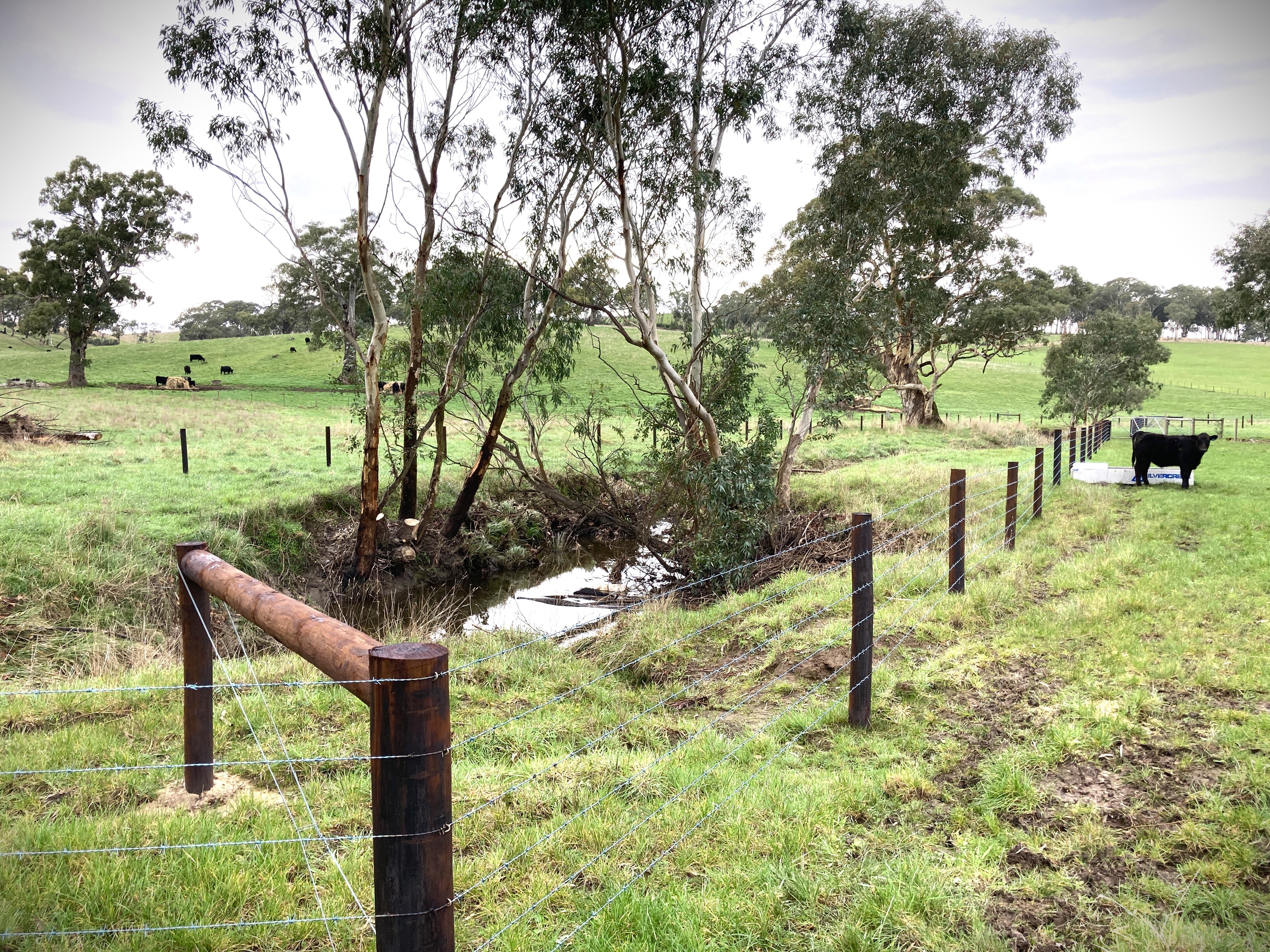 Fenced creek line with permanent pool cow and trough 4