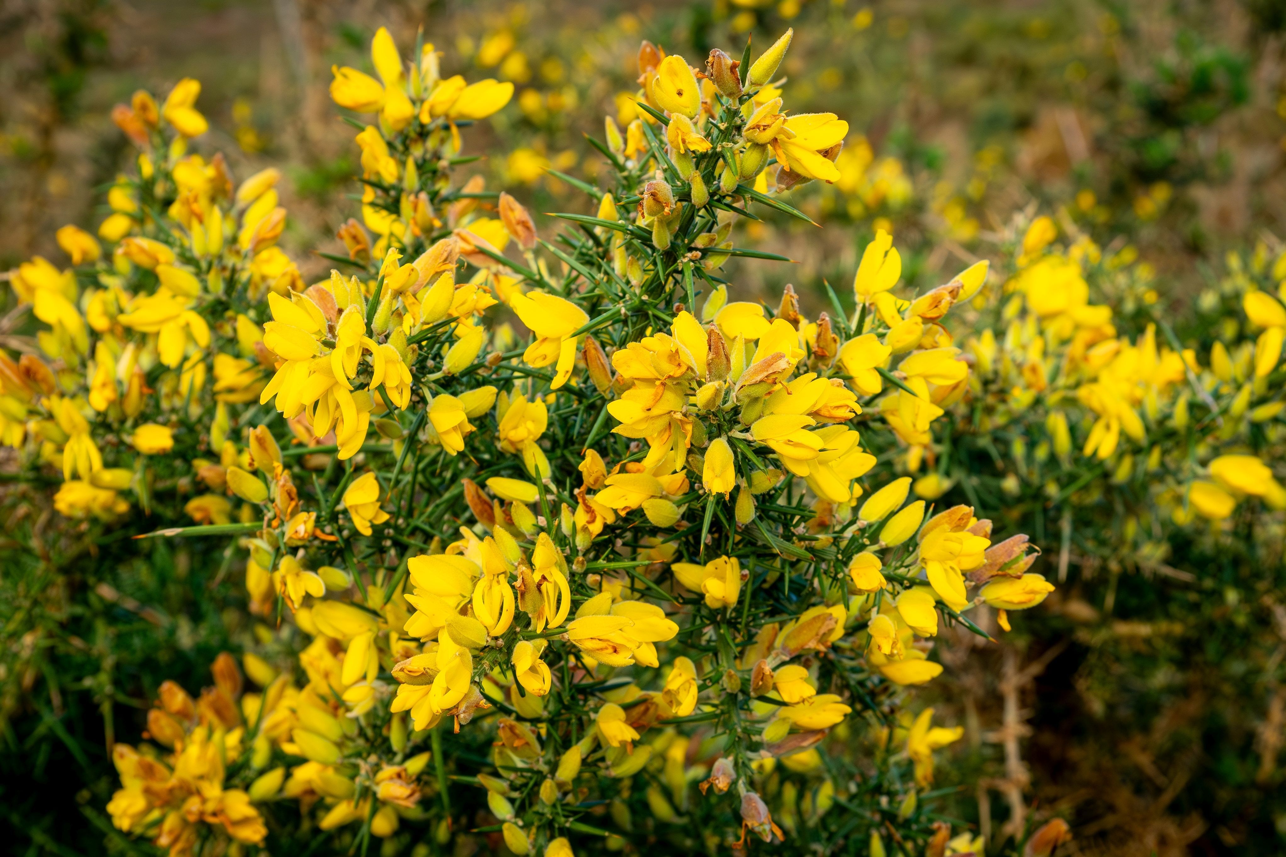 Gorse